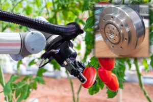 Tomato-picker-robot